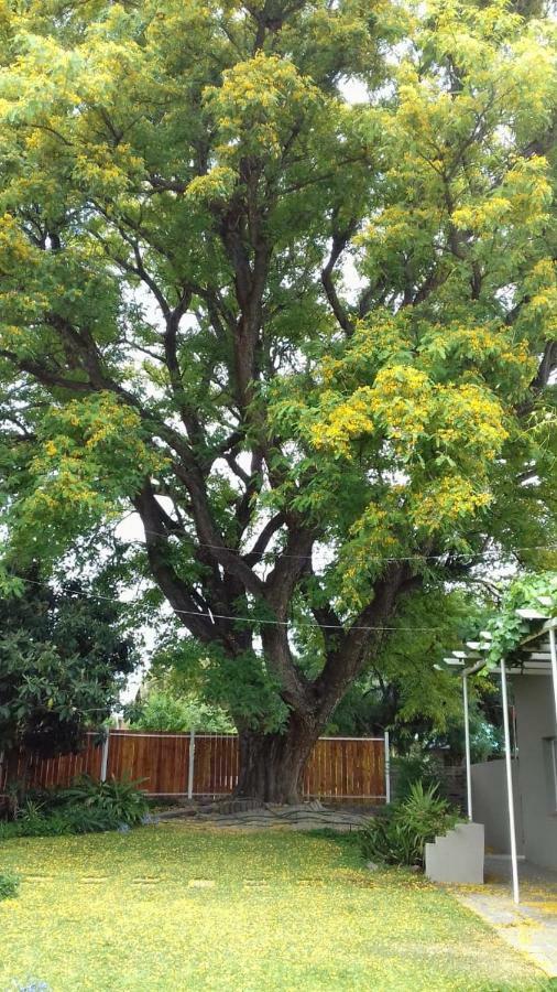 The Big Tree Guest House Hopetown Exterior foto